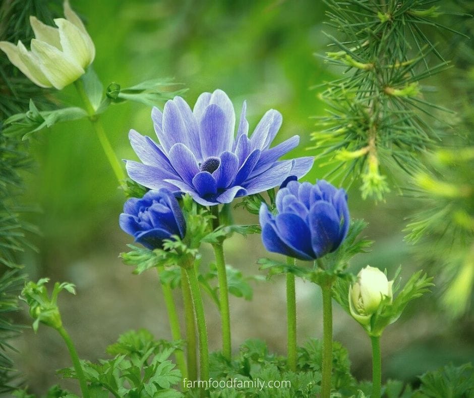 Meaning and Symbolism of the Anemone Flower in Different Cultures