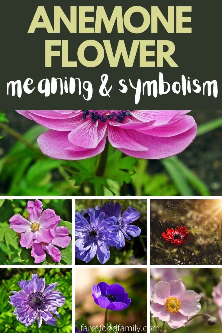 Anemone flower color, meaning and symbolsim