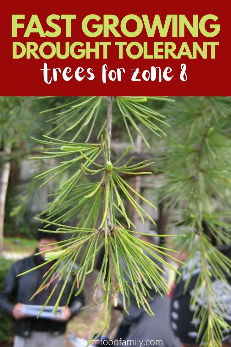 best fast growing drought tolerant trees for zone 8