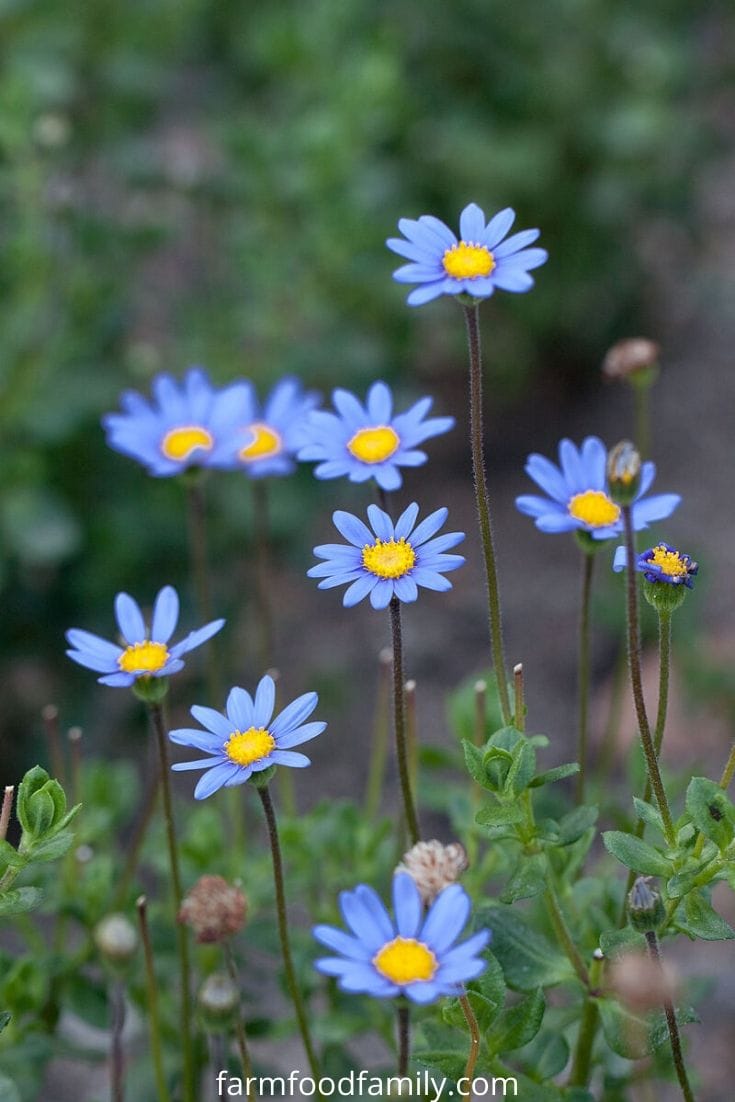 Blue daisy (Felicia amelloides)