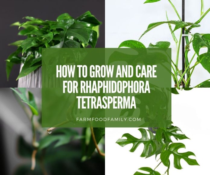 Growing and care for Rhaphidophora Tetrasperma