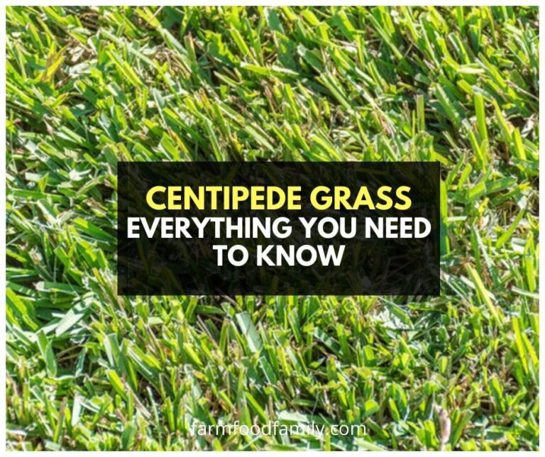 Centipede Grass: Everything You Need To Know