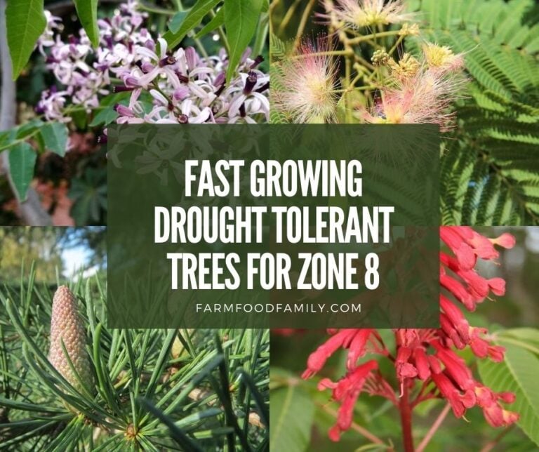 4 Fast Growing Drought Tolerant Trees for Zone 8