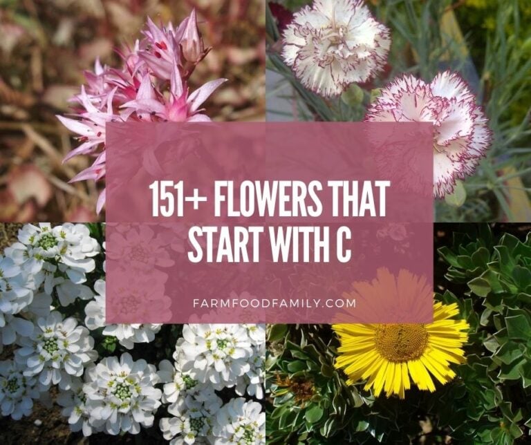151+ Flowers That Start With C (With Pictures and Facts)