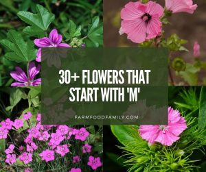 107+ Flowers That Start With 'M' (With Pictures and Facts)