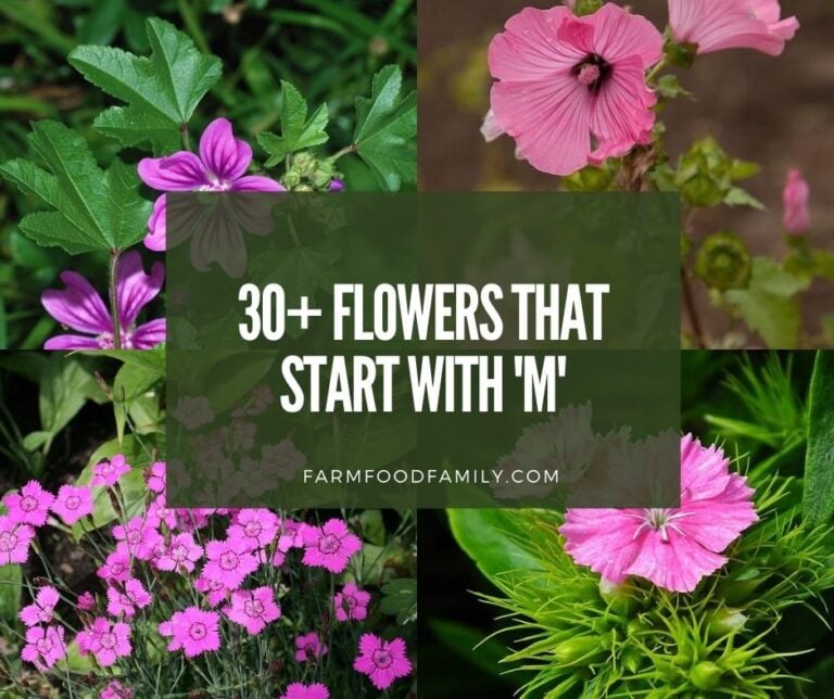 107+ Flowers That Start With ‘M’