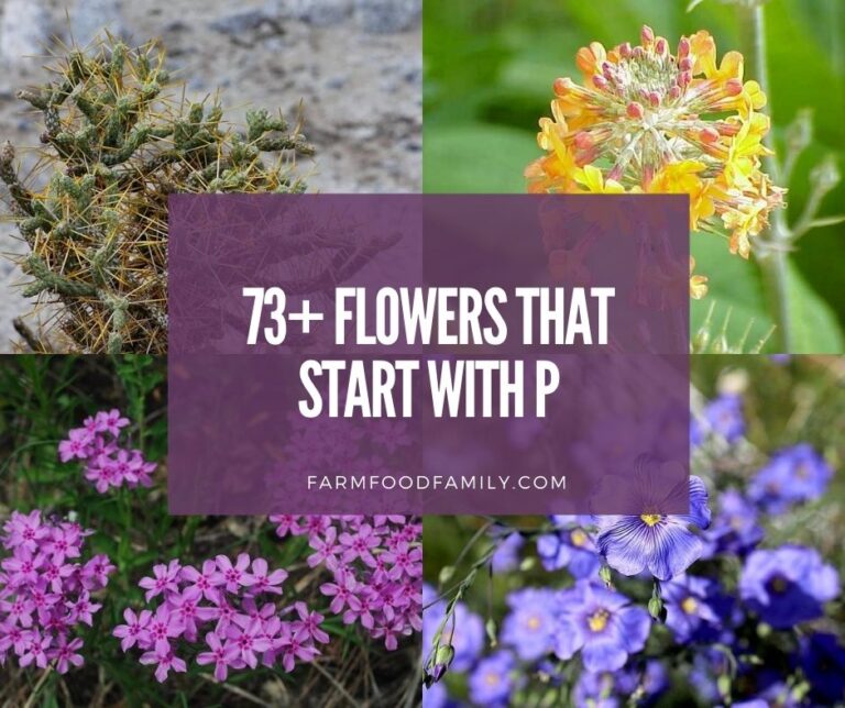 73+ Flowers That Start With P (Pictures and Facts)