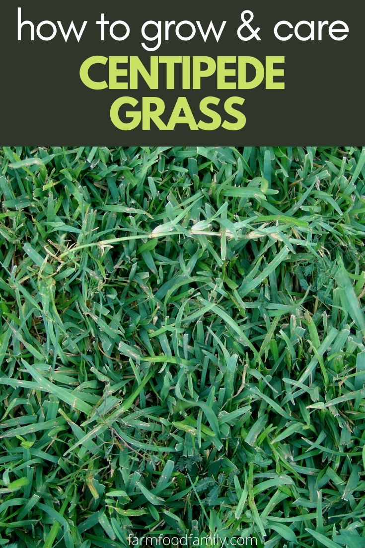 How to grow and care for Centipede grass