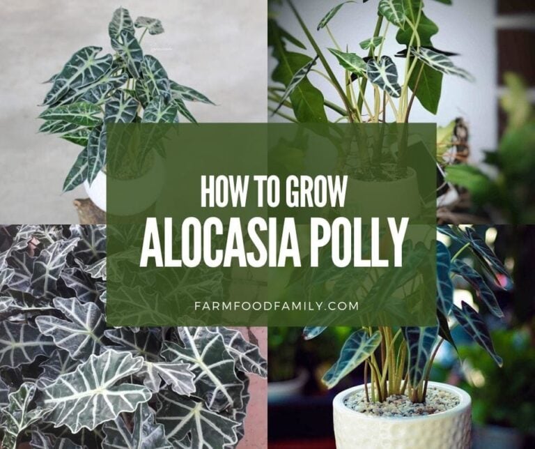 Meet the Alocasia Polly – Facts and Plant Care Guide for this Striking Plant