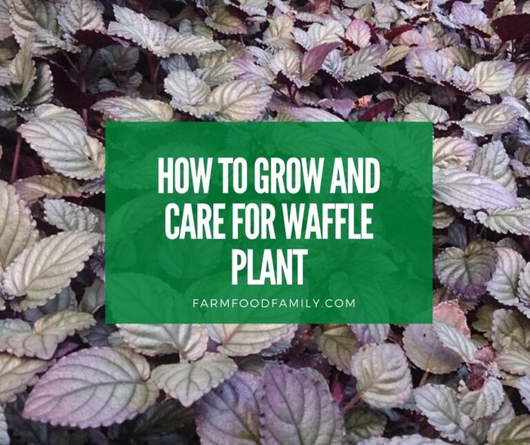 Purple Waffle Plant: How To Grow and Care for Hemigraphis Alternata