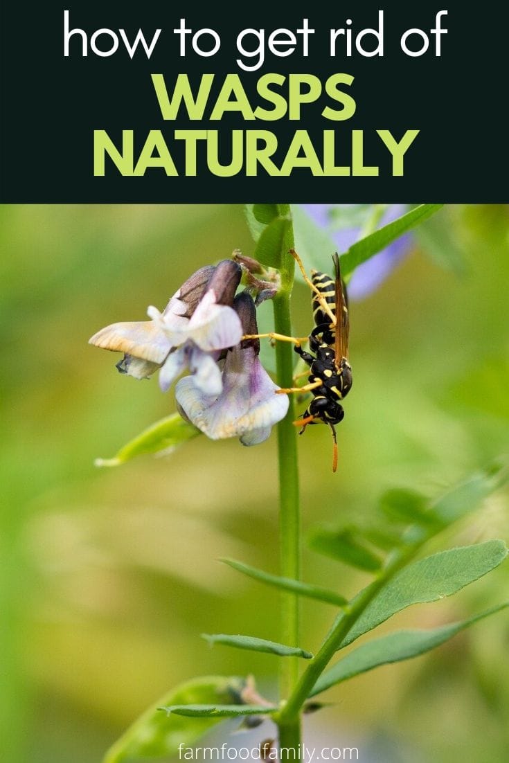 how to get rid of wasps naturally