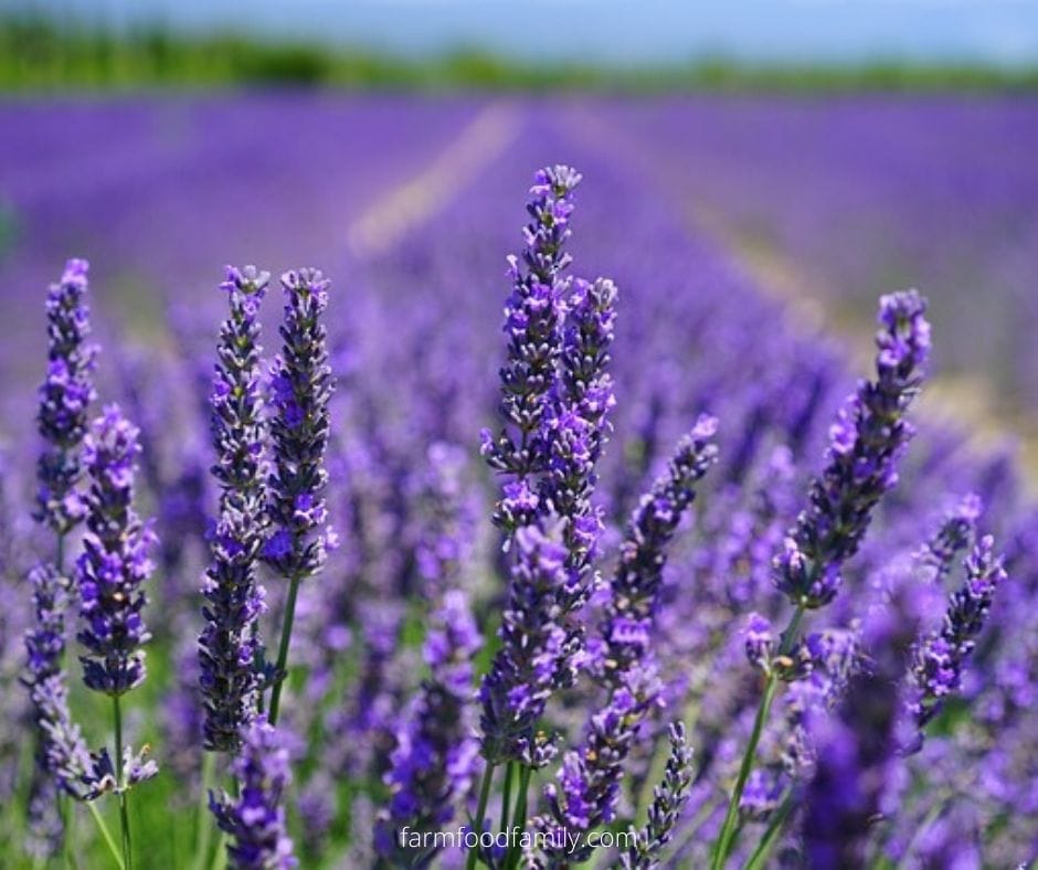Lavender flower fun facts