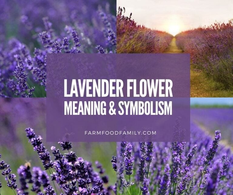Lavender Flower Meaning and Symbolism