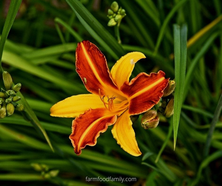 Lily flower fun facts