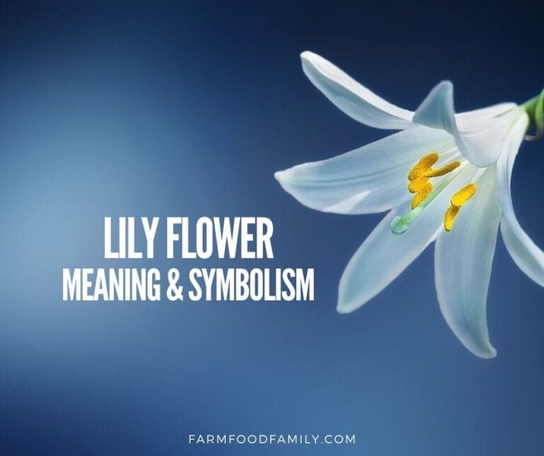 Lily Flower Meaning and Symbolism