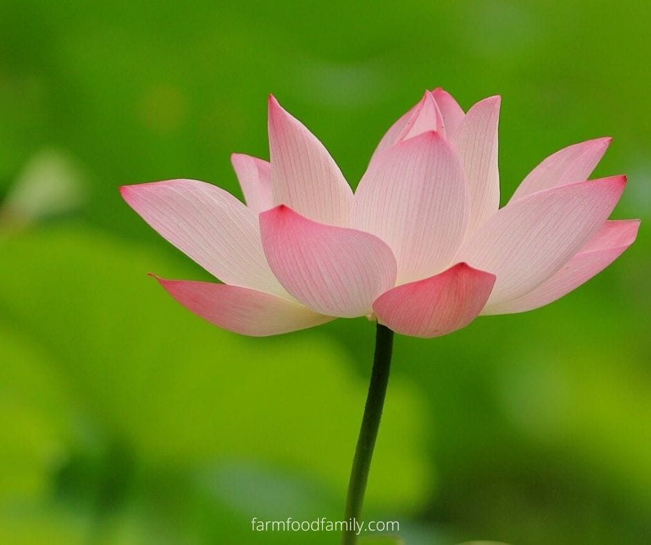 Lotus flower fun facts