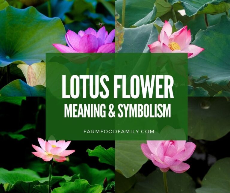 Lotus flower color meaning and symbolism