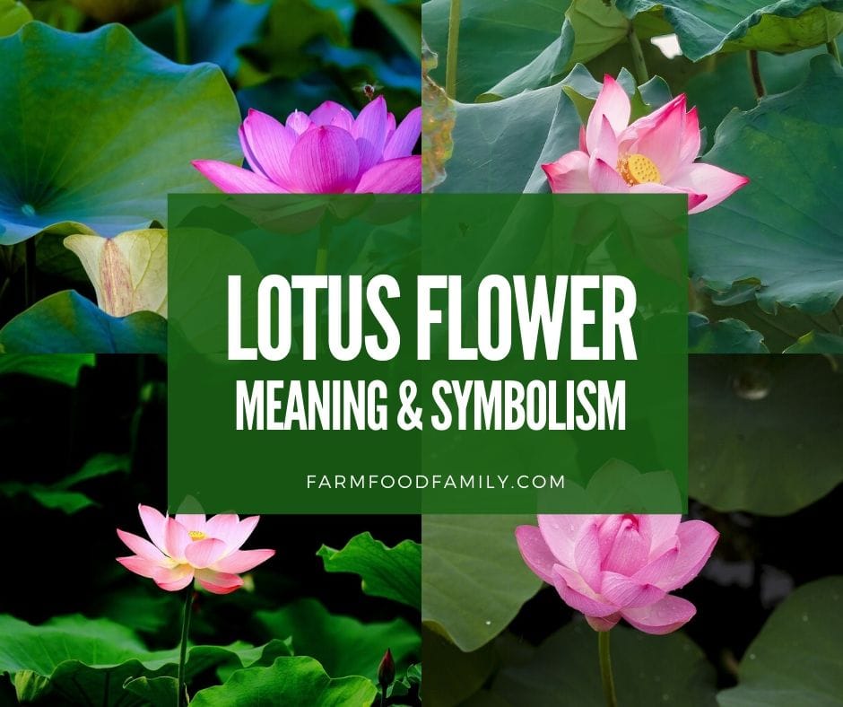 💮 Lotus Flower Meaning, Symbolism and Colors - Buddhist Symbol Of Purity