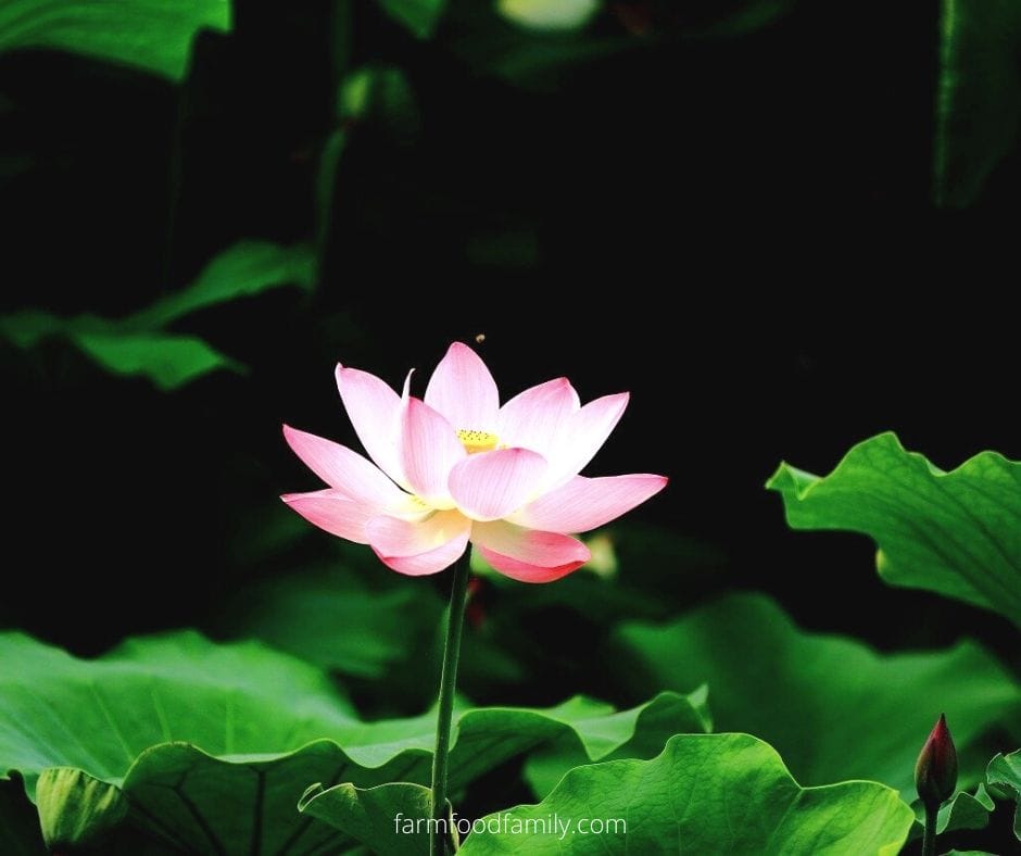 Symbolism of the Lotus flower