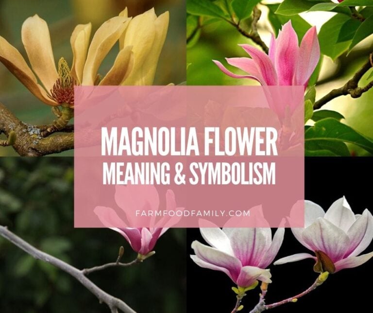 Magnolia Flower Meaning and Symbolism