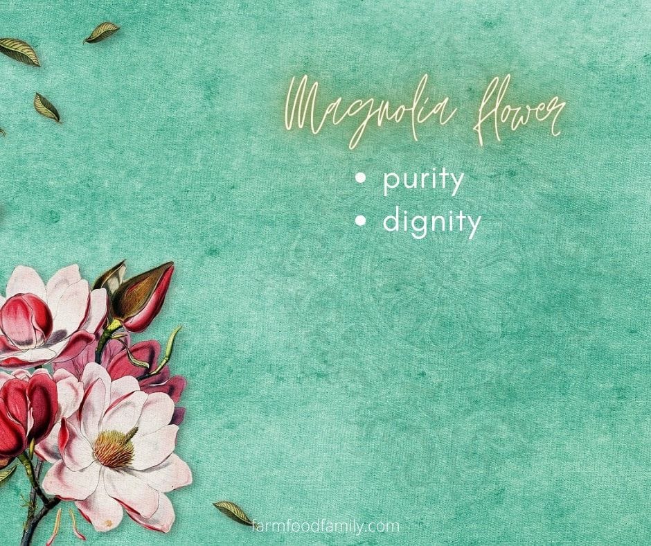 Magnolia flower meaning