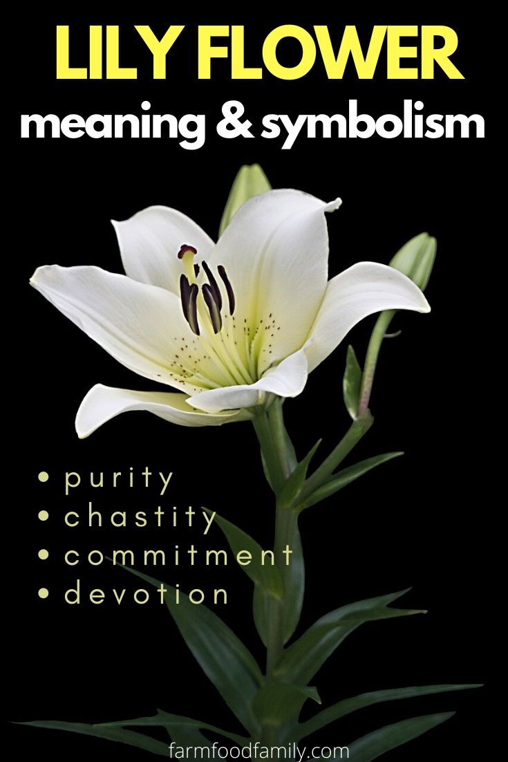 Lily flower meaning and symbolism