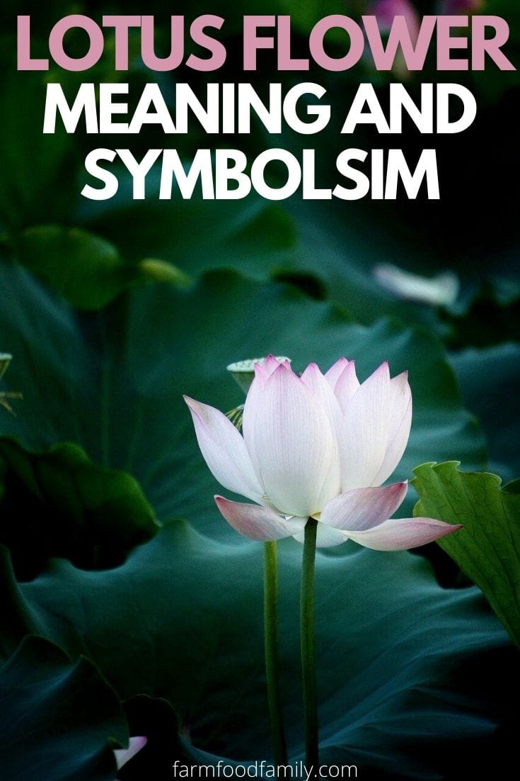 meaning of lotus flower