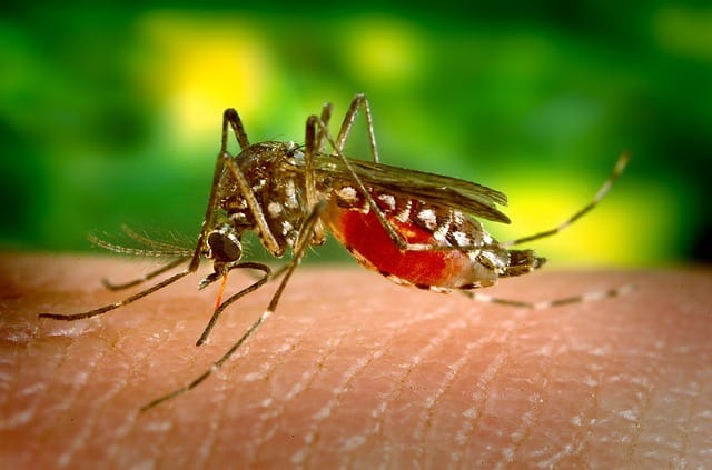 mosquito trasmit diseases