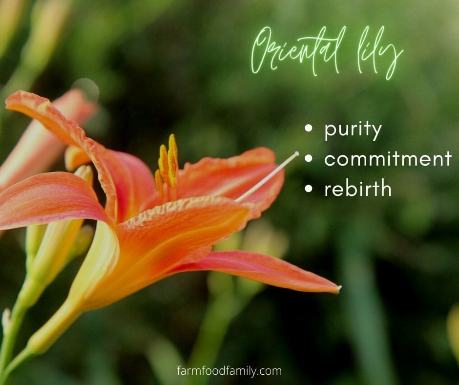 Oriental lily meaning