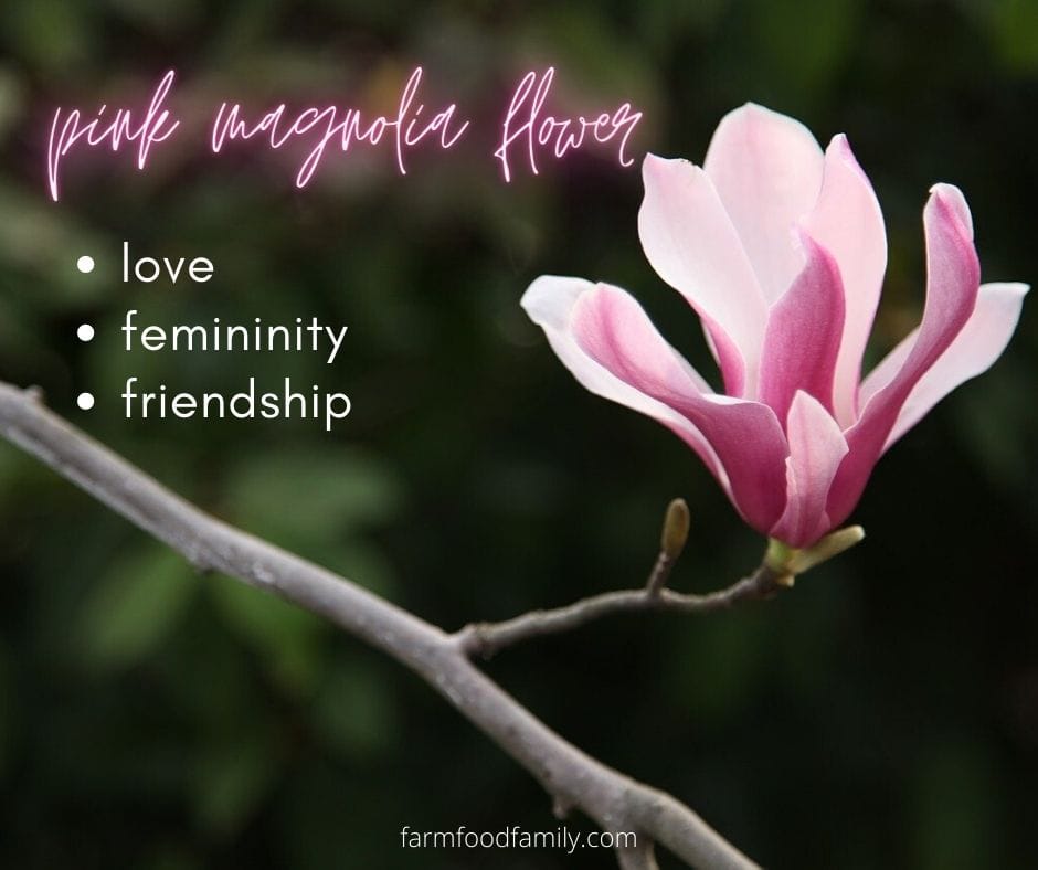 Pink Magnolia flower meaning