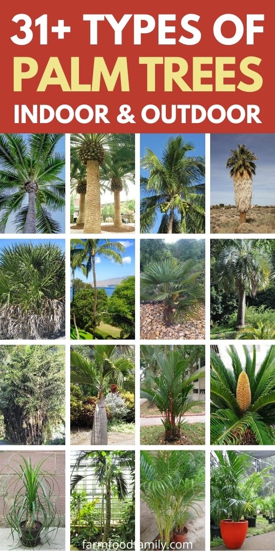 popular types of palm trees