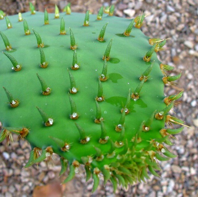 prickly pear cactus pad