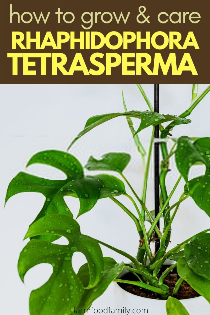 Rhaphidophora Tetrasperma: Facts, Growing, Care, Problems, Pests, Diseases
