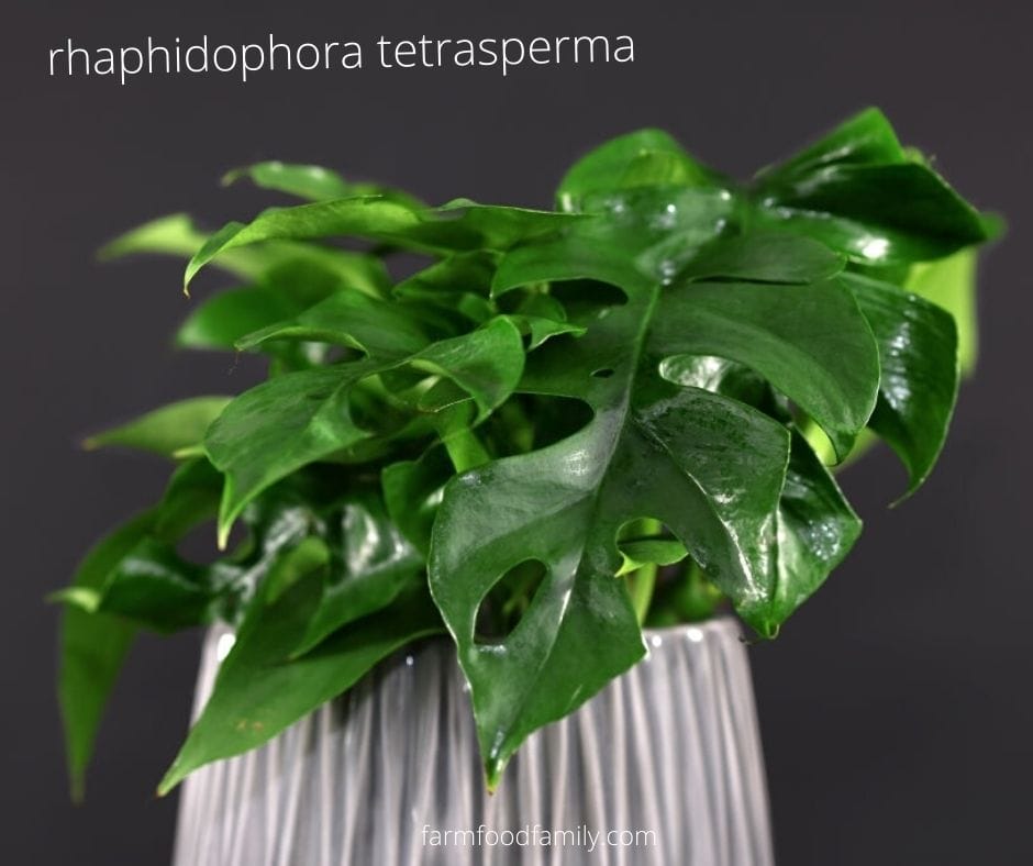 Taking Care of Rhaphidophora Tetrasperma