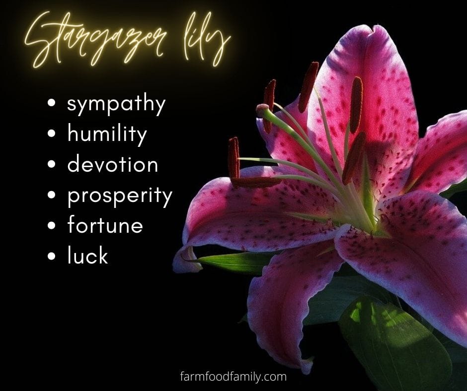 Stargazer lily meaning