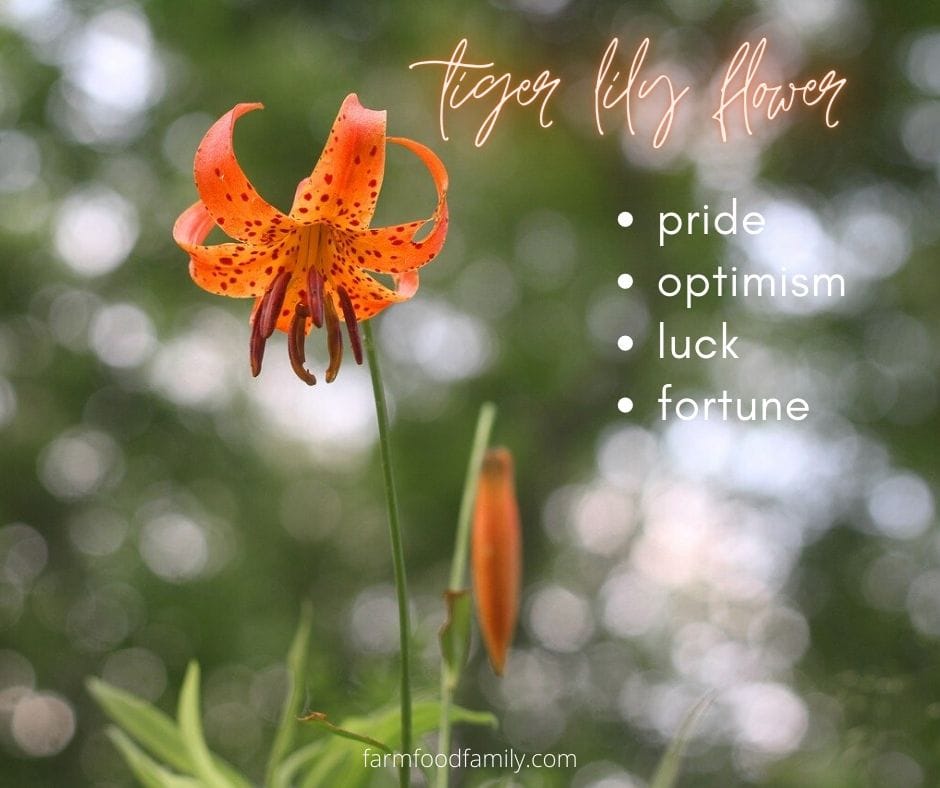 Tiger lily flower meaning