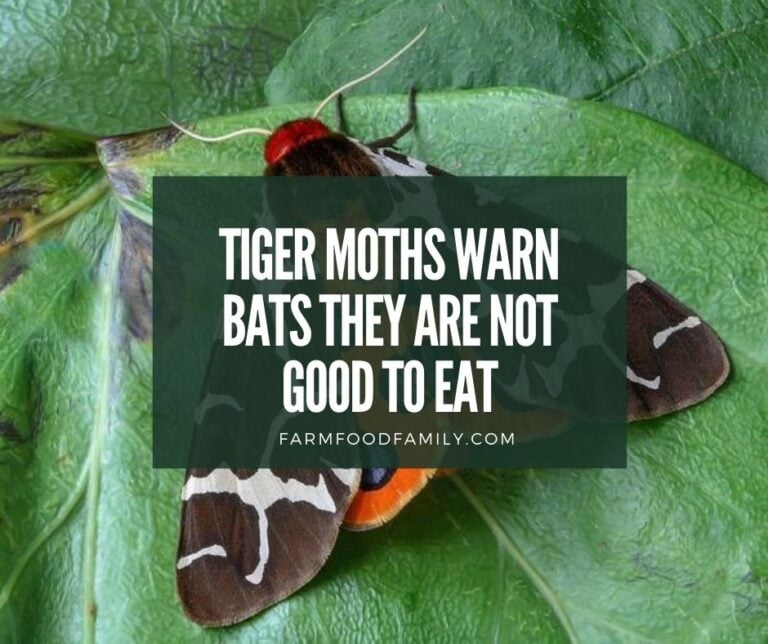 Tiger Moths Warn Bats They are Not Good to Eat