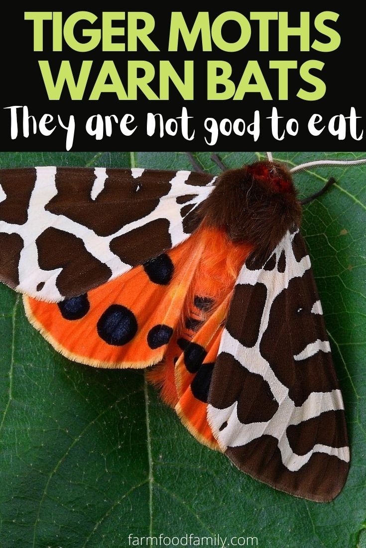 tiger moths warn bats they are not good to eat