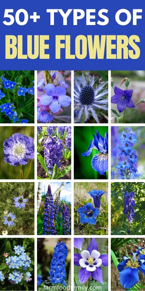 types of blue flowers with names