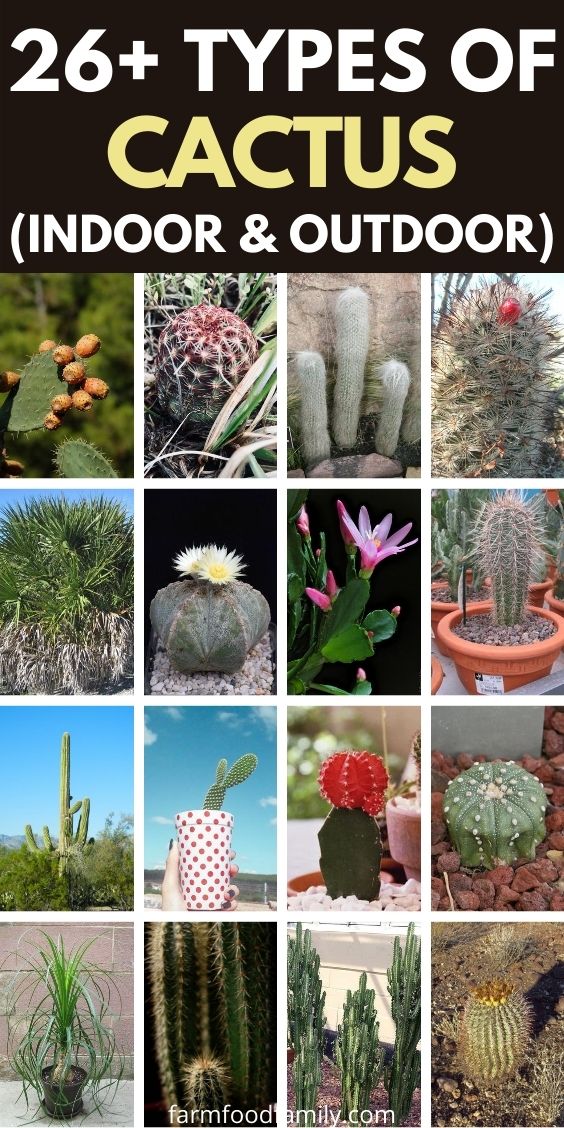 types of cacti indoor outdoor