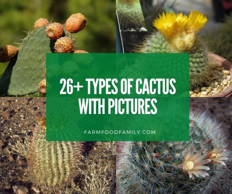 26 Types Of Cactus For Your Garden (With Pictures) – Indoor, Outdoor