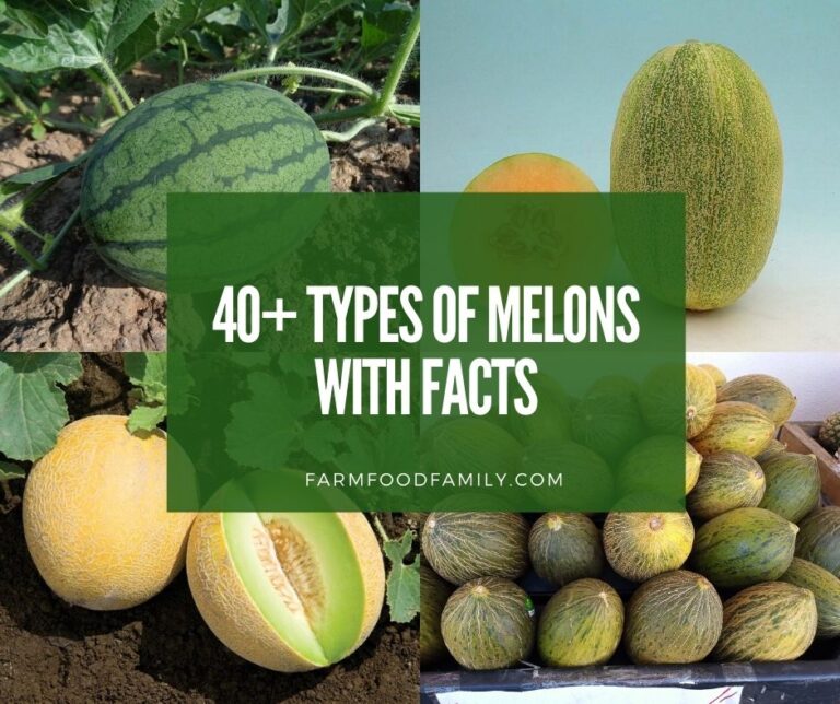 40+ Different Types of Melons With Pictures and Facts