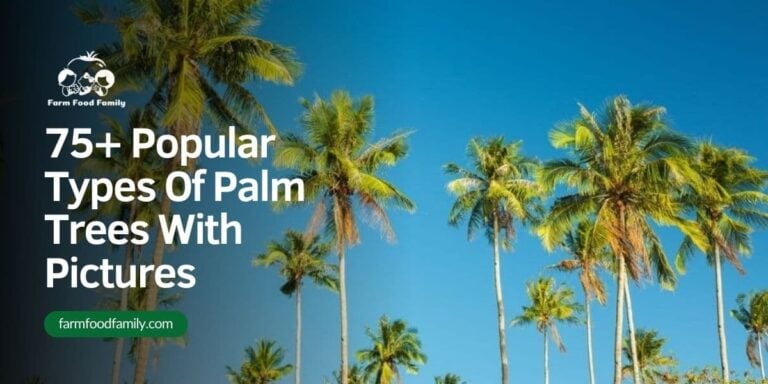 75+ Popular Types Of Palm Trees With Pictures