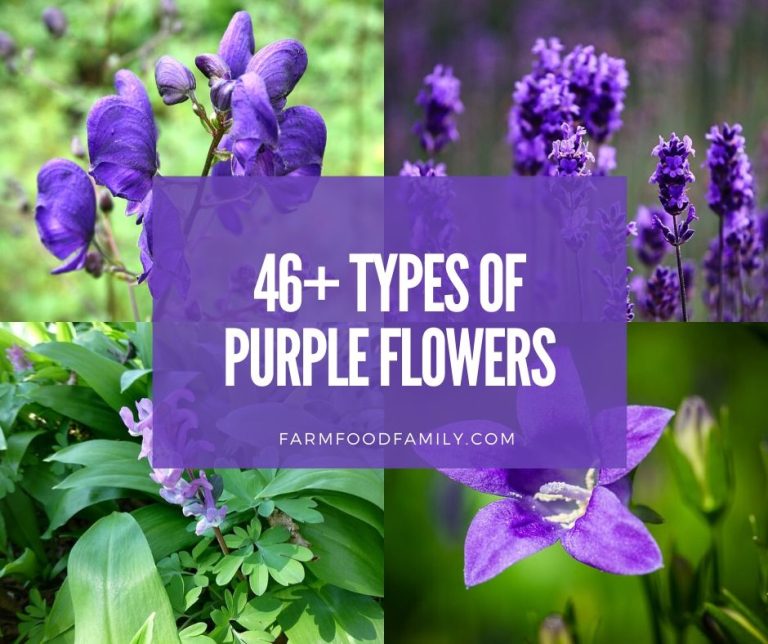46+ Different Types Of Purple Flowers With Names and Pictures