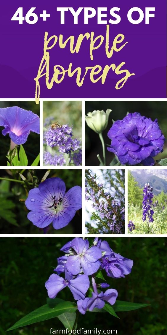 types of purple flowers with pictures