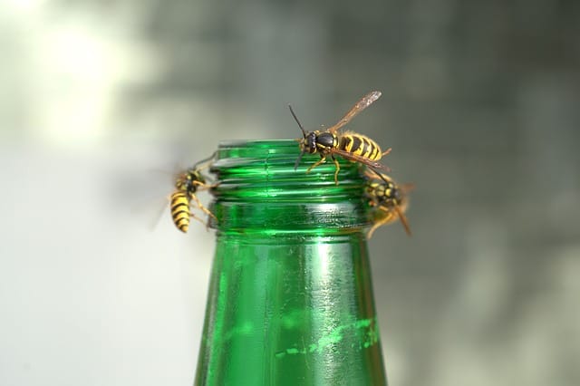 wasps trap bottle