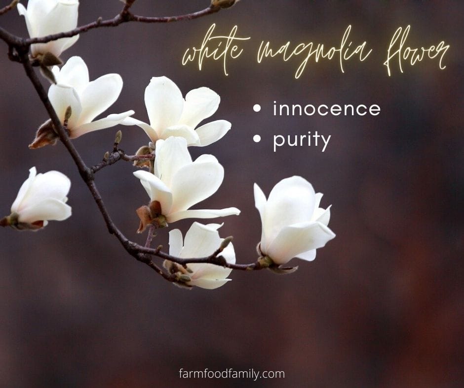 White Magnolia flower meaning