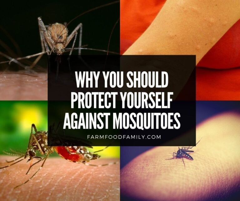 Why You Should Protect Yourself against Mosquitoes