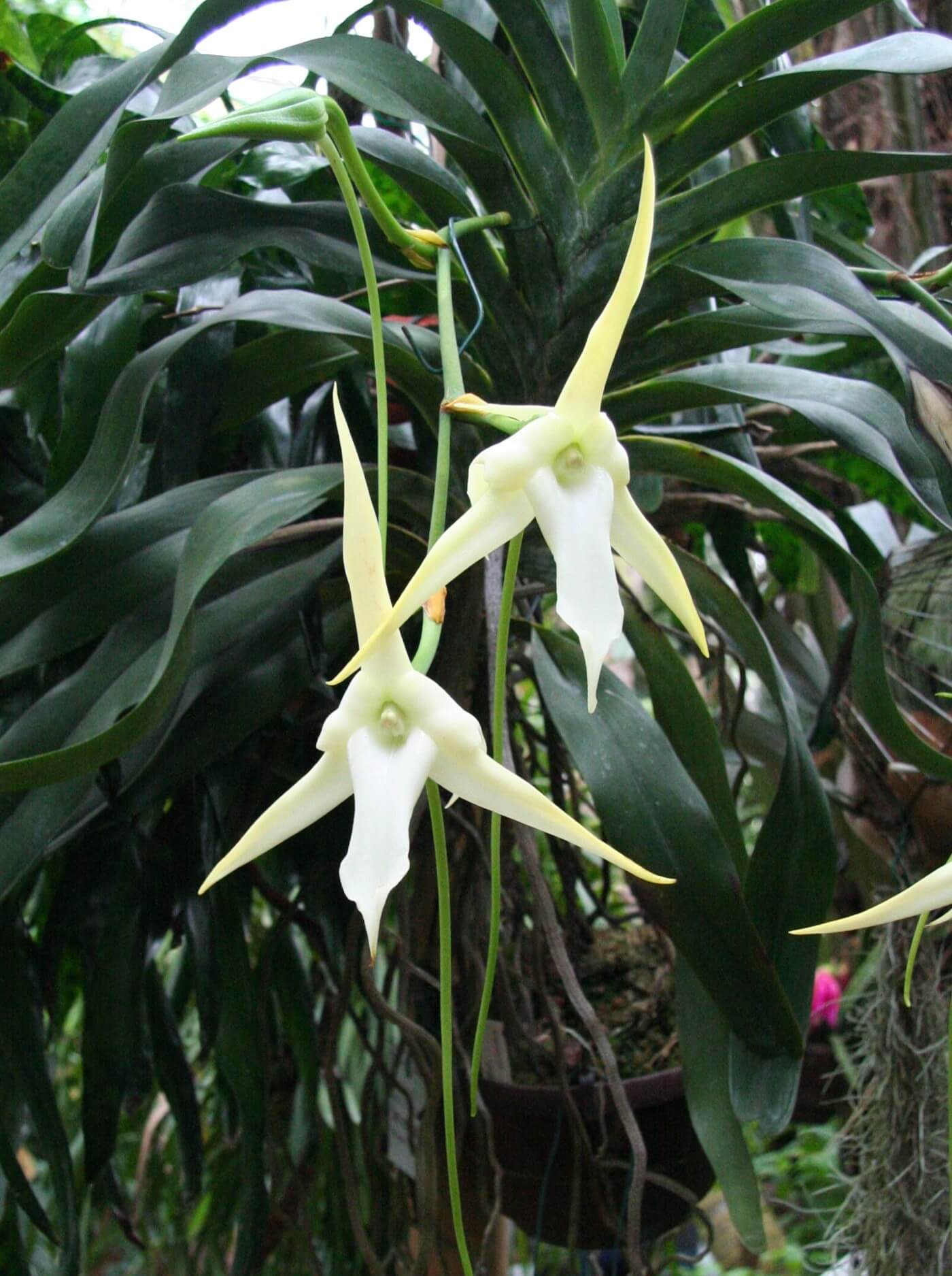Angraecum Orchids