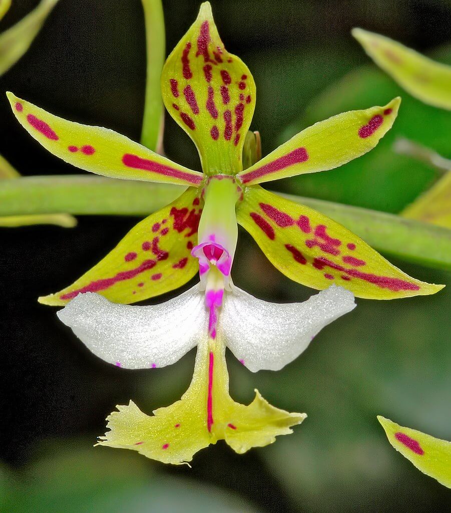 Epidendrum Orchids